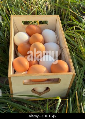 Eggs fresh organic in box Stock Photo