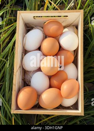 Fresh eggs from organic farm Stock Photo