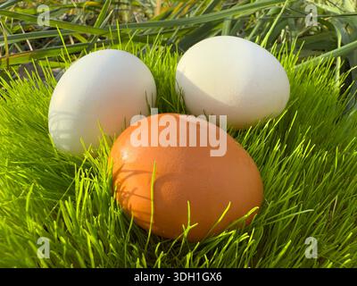 Organic eggs in the grass Stock Photo