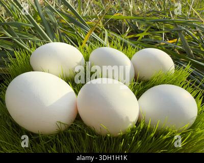 Organic eggs on green grass Stock Photo