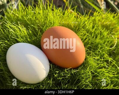 White and brown eggs in grass Stock Photo