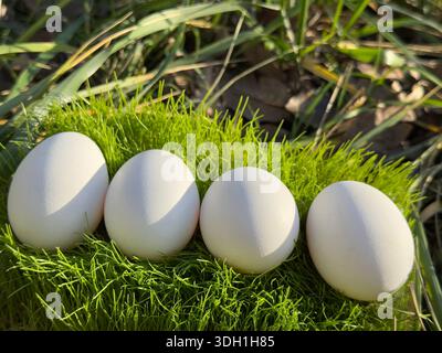 White eggs fresh organic in grass Stock Photo