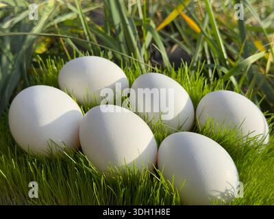 White eggs in the grass I Stock Photo
