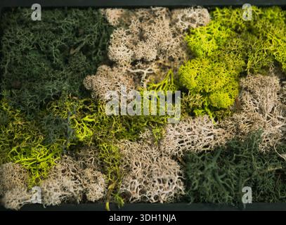 Close Up of Natural Lichen and Moss Texture in Green and Beige Stock Photo