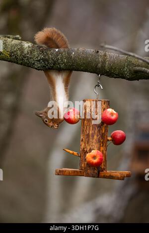 A Red Squirrel (Sciurus vulgaris) hanging upside down, feeding from an apple feeder, Loch Spynie, Moray, Scotland Stock Photo