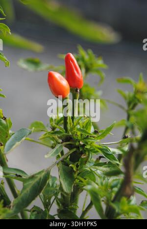 Two small red and orange peppers ripening on a green plant with compact leaves, in sharp focus against a soft, blurred background outdoors. Stock Photo