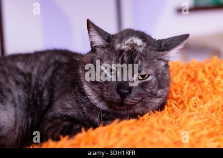 Black cat over orange rug, Serene black feline lounging on vibrant orange mat at home Stock Photo