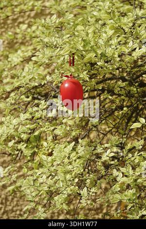 Still life with Easter egg in the garden on a tree, Germany Stock Photo