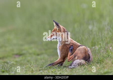 A red fox (Vulpes vulpes) scratching itself, grooming, Slovakia Stock Photo