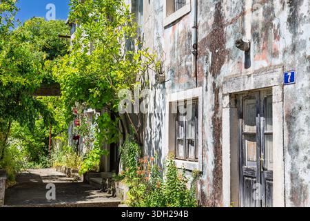 A sunlit courtyard beside a weathered, pastel-painted building. Overgrown plants frame worn doors and windows, creating a rustic, tranquil scene perfe Stock Photo