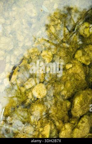 Natural Riverbed Texture with Smooth Pebbles. Stock Photo