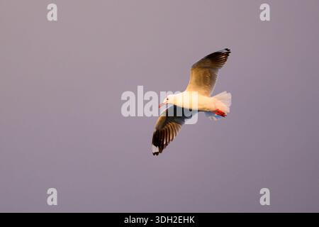 A Silver gull (Chroicocephalus novaehollandiae) in flight at sunrise over Lady Elliot Island, Great Barrier Reef, Australia. Stock Photo