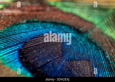 Extreme close up of a peacock feather showing detailed barbs and brilliant iridescent colors of blue, turquoise, and green in a natural pattern. Stock Photo