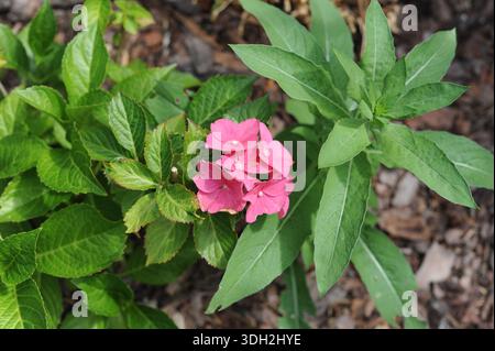 Pink hydrangea (bigleaf hydrangea, Hydrangea macrophylla) flowers in full bloom and blossom in the garden in summer Stock Photo