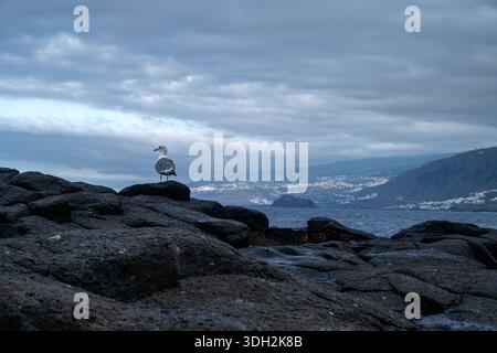A seagull is perched on a rock overlooking the ocean. The sky is cloudy and the water is calm. The scene is peaceful and serene Stock Photo