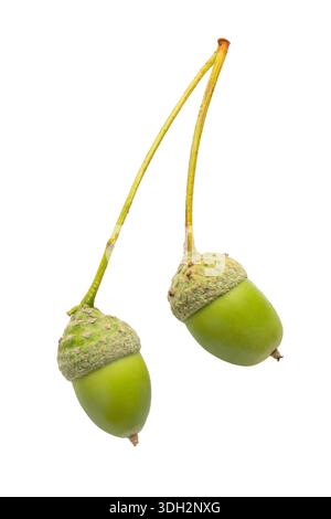 Two acorns, isolated on a white background, authentic photograph, not AI-generated Stock Photo