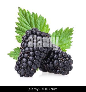 Two blackberries, isolated on a white background, design element, authentic photograph, not AI-generated Stock Photo