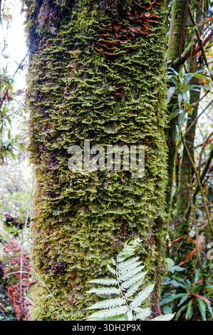 Monwane Tree Moss covered tree in montane rainforest at approx. 2500 m elevation in ...