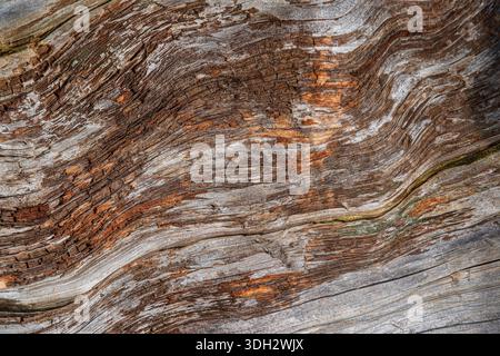 Close-up of an old tree trunk Stock Photo