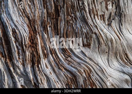 Close-up of an old tree trunk Stock Photo