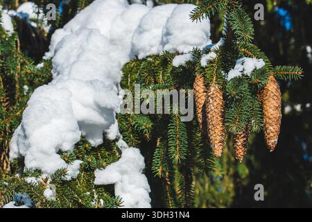Pine cones on the branches of a pine or spruce tree, surrounded by lush green needles covered by snow Stock Photo