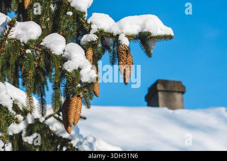 Pine cones on the branches of a pine or spruce tree, surrounded by lush green needles covered by snow with a chimney on the roof in the background Stock Photo