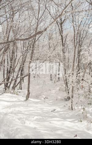 Snow-covered trees and frosty branches in the winter forest of Namdeogyusan, soft diffused light and white textures creating a calm Stock Photo