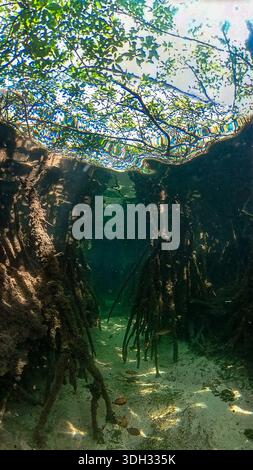 A 9:16 Portrait image of the mangroves of North Bimini in the Bahamas Stock Photo