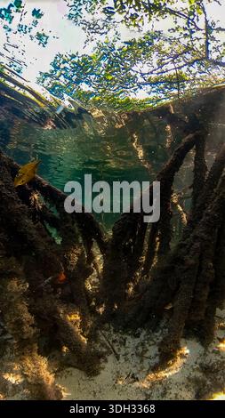 A 9:16 Portrait image of the mangroves of North Bimini in the Bahamas Stock Photo