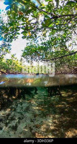 A 9:16 Portrait image of the mangroves of North Bimini in the Bahamas Stock Photo
