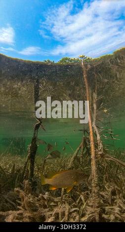 A 9:16 Portrait image of the mangroves of North Bimini in the Bahamas Stock Photo