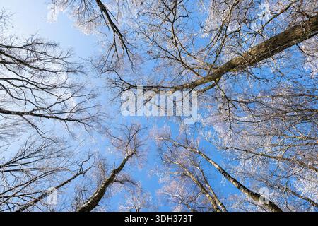 deciduous trees in winter from a low-angle perspective looking up toward a bright blue sky Stock Photo