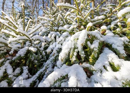 coniferous branches heavily covered in fresh white snow Stock Photo