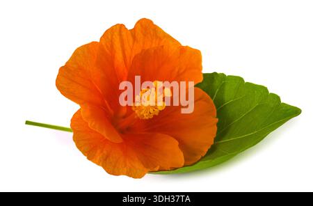 Hibiscus flower isolated on white background Stock Photo