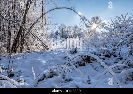 snow-covered glade in the forest Stock Photo