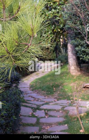 Winding stone pathway lined with tall pine trees and dense green shrubs in a tranquil shaded garden. Stock Photo