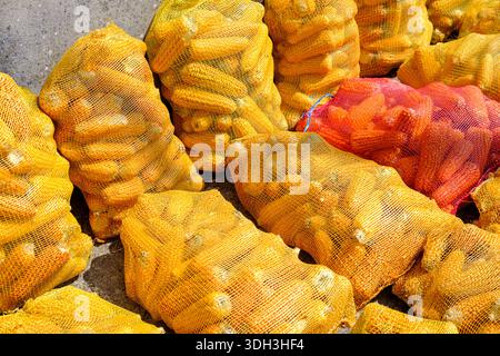 Corn crop ready for distribution in colorful mesh sacks Stock Photo