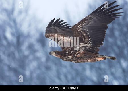 Sea Eagle in flight Stock Photo