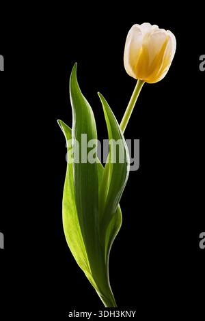 Yellow Tulip With Green Leaves On Black Background, Elegant Single Flower Still Life Stock Photo