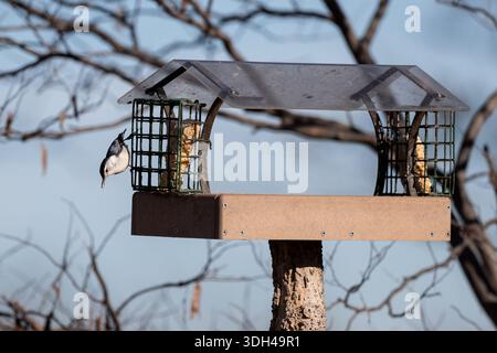 Bird hanging off of feeder. Stock Photo