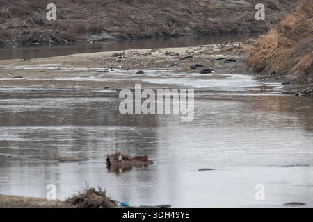 A bend in a river showing tire and other waste pollution. Stock Photo