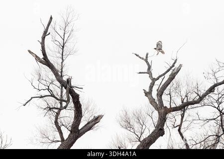 Red tailed hawk landing on branch. Stock Photo