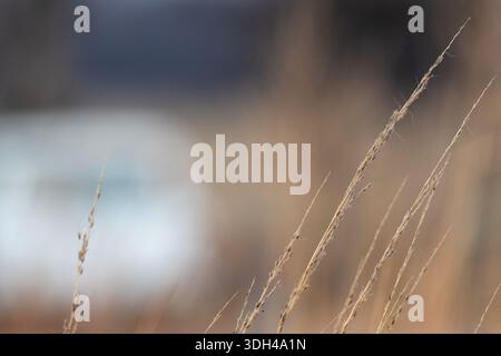 Seed heads of big bluestem grass waving in the wind. Stock Photo