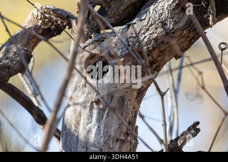 Woodpecker hole in dead tree trunk. Stock Photo