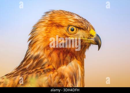 Long legged Buzzard bird with yellow beak and brown feathers. The bird is looking directly at the camera. Portrait closeup shot of Long legged buzzard Stock Photo