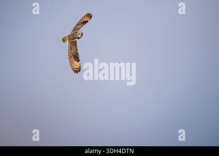 A short-eared owl flying over desert with its wings wide open. A large owl is flying through the air. The sky is a blue, color. A large owl is flying Stock Photo