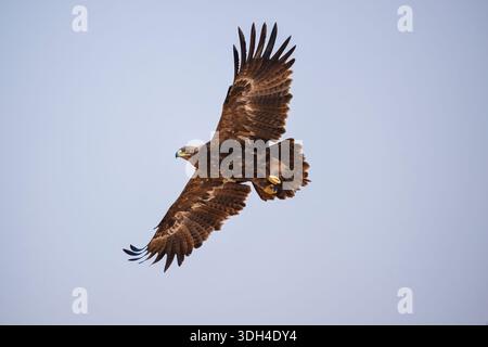 A large brown steppe eagle is flying high in the sky. The bird has a sharp beak and is soaring through the air Stock Photo