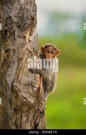 Macaque (Macaca) exploring in India Stock Photo - Alamy