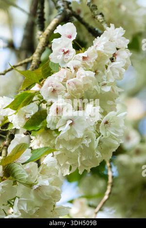 Prunus Ukon, cherry Ukon, bronze young foliage, yellowish-white semi-double flowers sometimes tinged pink Stock Photo