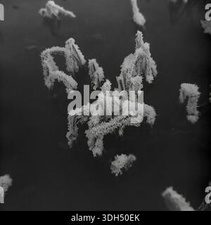 Authentic archival photograph from the 1960s showing a winter nature detail in Raigorodok, Donetsk region. The image captures a high-angle macro view of river reeds encrusted with heavy white hoarfrost floating in dark, icy water. The sharp, crystalline texture of the frozen plants creates a stark contrast with the smooth, ink-black surface of the river. This moody black and white shot documents the silent and artistic beauty of the frozen natural landscape in the peaceful Donbas region before the war. Stock Photo